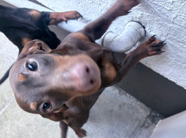 Chocolate brown dachshund