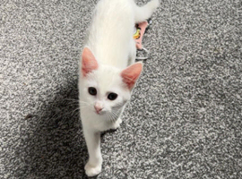LOVELY CATS FOR SALE