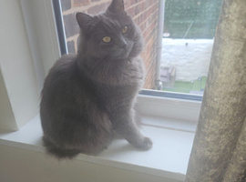 Female one year old