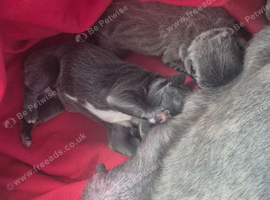 Pink isabella fluffy frenchie ( ready in 4 weeks )
