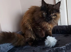 MAINE COON GIRL