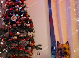 2 girl gsd