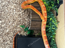 2 year old corn snake