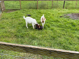 Goat kids for sale Boer x
