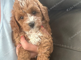 toy cavapoo 1 little boy left