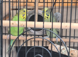 Budgies male and female