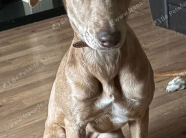 Lurcher
