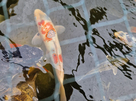 7 month old Japanese koi &pound;4 or 3 &pound;10