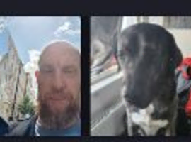 Reliable Dog Walker