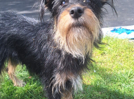 Norfolk terrier x Jack russell