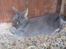 Netherlands dwarf male