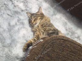7.5 month female - spayed