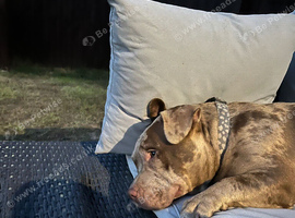 Merle pocket bully