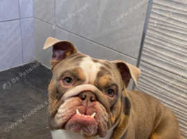 male English bulldog for stud