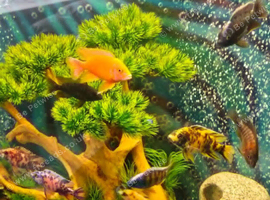 10 x Malawi peacock cichlids 3-4 inch long