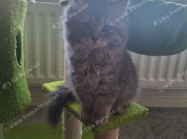 Beautiful purebred british long haired girl