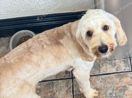 11 month Male Cavapoo (Teddy)