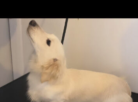 Stunning clear cream kc mini Dachshund stud boy