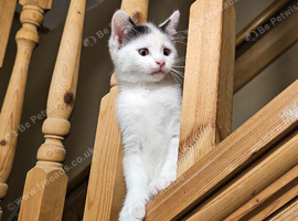 Kitten