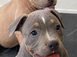 pocket bullies