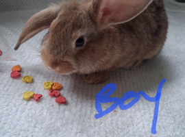 11 week old bunnies seeking loving homes