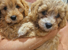 Cavapoo Puppy