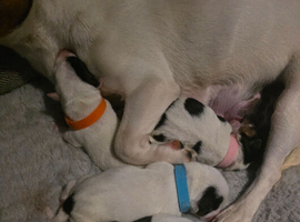 5 miniature jack russells