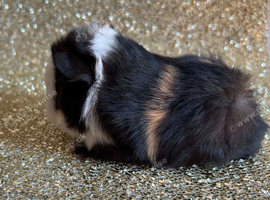 Peruvian Males