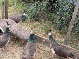 Peachicks