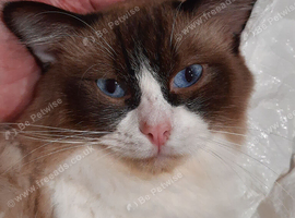 ACTIVE Ragdoll Proven Male GCCF & TICA Bi-Colour