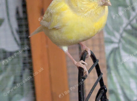 Canary