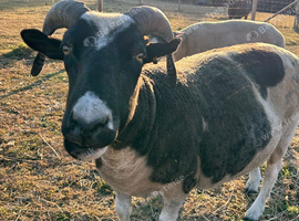2 x pet sheep looking for loving home due to house move