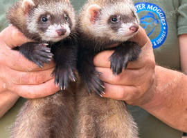 Polecat ferrets