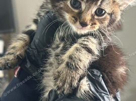 Kittens
