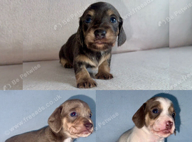 Gorgeous Miniature Dachshunds