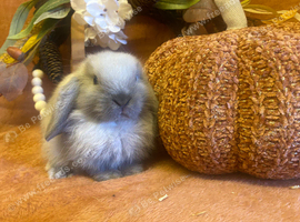 Mini lop