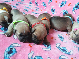 Staff puppies