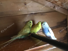 Baby budgies