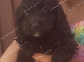 F1 cockopoo Puppys