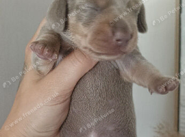 Two miniature dachshund pups