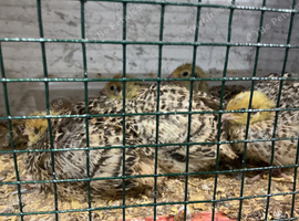 Jumbo quail chicks