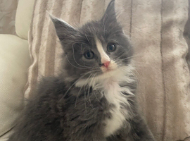 Grey/white Mainecoon x Ragdoll male kitten