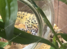 female leopard gecko with full tank