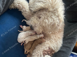 Bichon x Maltese Babies