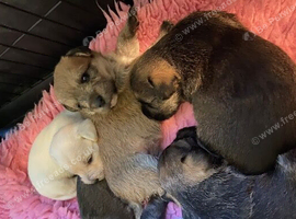 Gorgeous Rough Coated Jack Russell Puppies
