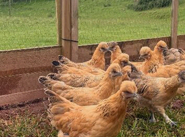 Gold top pullets for sale