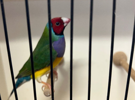 Goudian finches