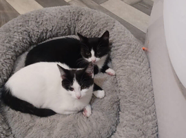 Kitten