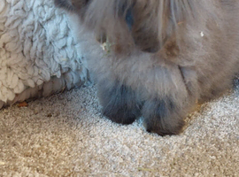 2 DM MINI LIONLOP Babys ready to reserve
