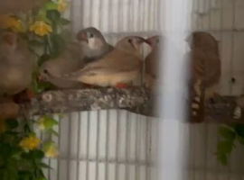 8 zebra finches